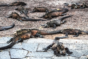 Iguanas on island of Isabela, reptile, swimming, pacific, ocean, Galapagos, marine, sand, beach, walkway