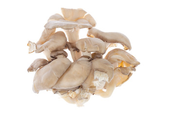 Gray fresh oyster mushrooms isolated on white background.