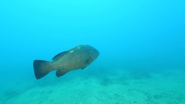 grouper swimming curious underwater ocean scenery close up fish mediterranean