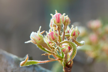 Red apple tree buds in spring. Apple blossom, apple tree in garden