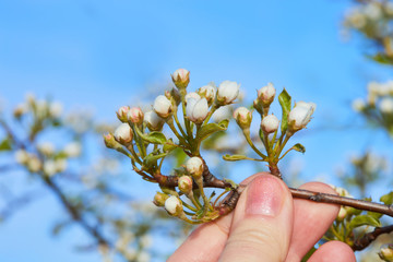 A hand holding a pear tree twig in bloom. Pear blossom in early spring