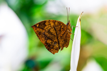 Dead leaf butterfly , Kallima inachus, aka Indian leafwing, standing wings folded on a bamboo branch, dead leaf imitation.

