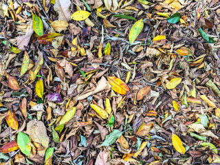 Diversas hojas secas y verdes 