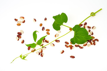 Bean grains colored and green sprout on white background. Studio Photo