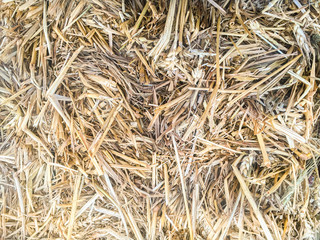 Textura de heno trigo 