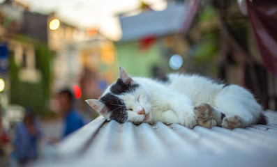 Kot śpiący na daszku w Stambule. - obrazy, fototapety, plakaty