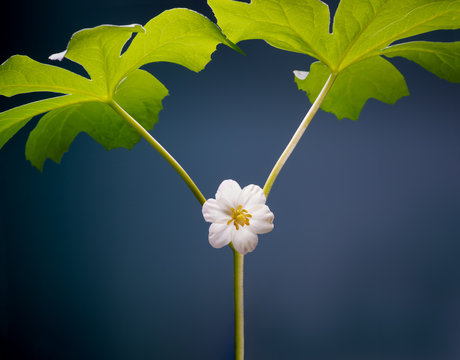 Flower of mayapple plant (Podophyllum peltatum), a native wildflower in eastern North America.
