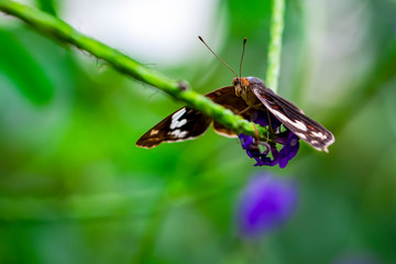 Closeup beautiful butterfly in a summer garden