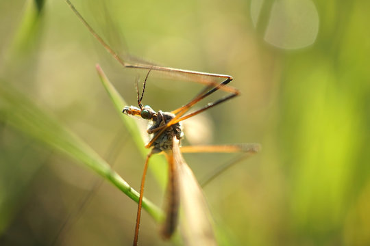 Nahansicht einer Wiesenschnake