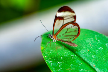 Glasswing Butterfly (Greta oto) in a summer garden.
