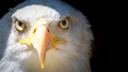 Tête de pygargue à tête blanche, emblème des Etats-Unis, en gros plan