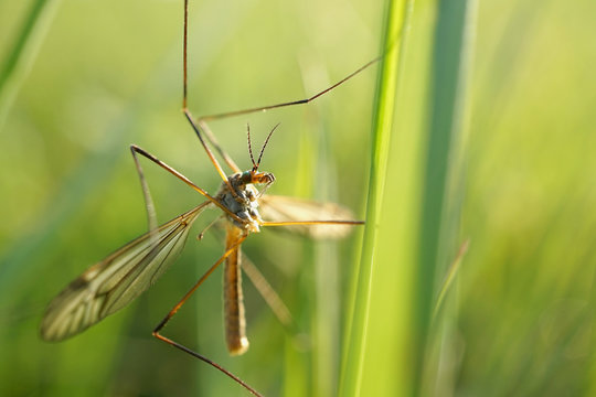 Nahansicht einer Wiesenschnake