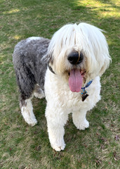 Sheep dog at the park