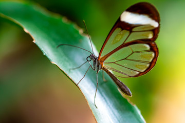 Glasswing Butterfly (Greta oto) in a summer garden.
