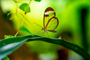 Glasswing Butterfly (Greta oto) in a summer garden.
