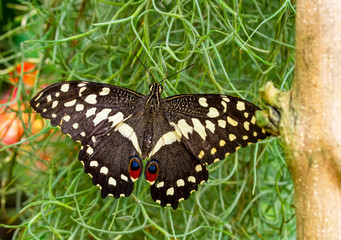 Closeup beautiful butterfly in a summer garden