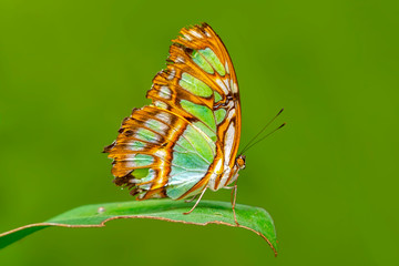 Closeup beautiful butterfly in a summer garden