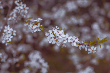 Blooming Tree in Spring. Blooming Buds and Flowers on a Tree Branch.