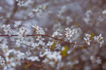 Blooming Tree in Spring. Blooming Buds and Flowers on a Tree Branch.