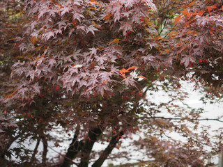 maple acer tree