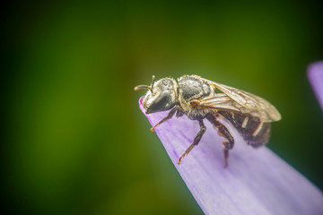 The little bee is looking for pollen on the blooming lotus flowers when the sun shines in the morning.