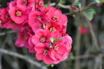 pink flowering branch during springtime