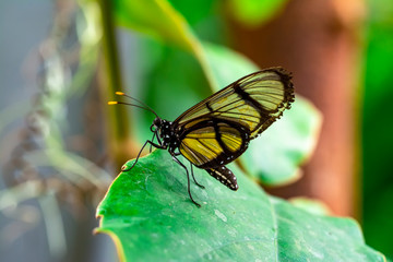 Closeup beautiful butterfly in a summer garden