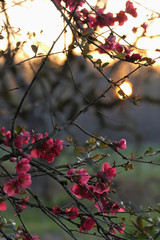 pink flowering tree against a sunset