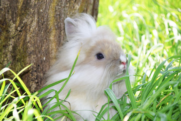 Happy rabbit in the green grass