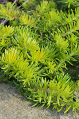 close up of green ground cover