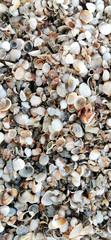 small seashells for the background shot macro from the beach