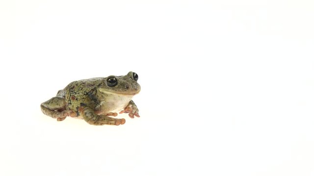 Frog sitting on white background