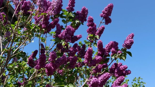 A flowering lilac tree moves in the wind on a sunny spring day.