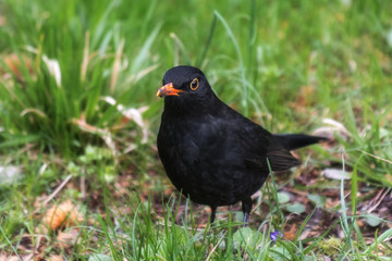 Male Blackbird, Turdus merula. Black-colored bird in its natural habitat on green spring grass