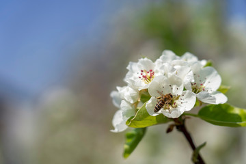 Honey Bee Pollinating Blooming Orchard and Collecting Nectar and Pollen