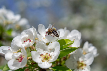 Obraz na płótnie Canvas Fruit Tree Pollination - Honey Bee Pollinating Pear Blossom and Collecting Nectar and Pollen