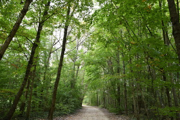 Obraz premium path in the forest