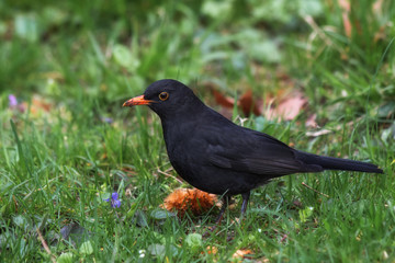 animal, animals photo, avian, background, beak, beauty, bird, birding, birds, black, blackbird, bokeh, close up, closeup, color, common, day, fauna, feather, feathered, feathers, full, garden, grass, 