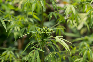 selective focus marijuana leaf, cannabis plant
