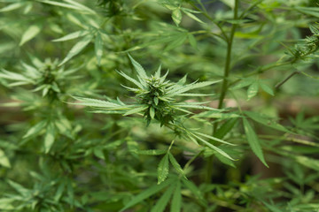selective focus marijuana leaf, cannabis plant