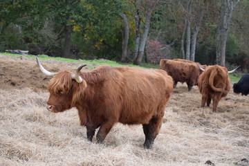 scottish highland cow eating hay