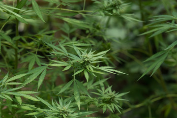 selective focus marijuana leaf, cannabis plant