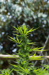 selective focus marijuana leaf, cannabis plant