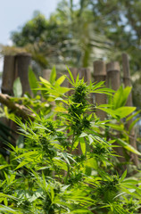 selective focus marijuana leaf, cannabis plant