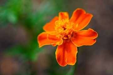 orange flower in the garden