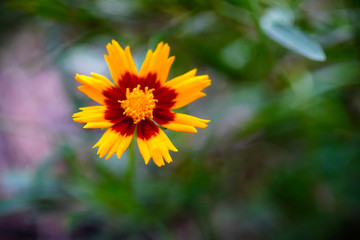 yellow flower in the sun
