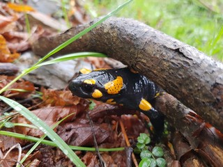 The Fire Salamander (Salamandra salamandra)