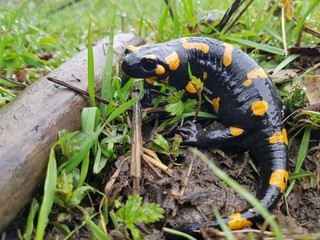 The Fire Salamander (Salamandra salamandra)