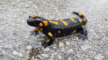 The Fire Salamander (Salamandra salamandra)