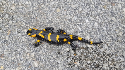 The Fire Salamander (Salamandra salamandra)
